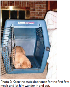 Photo of a dog inside dog crate