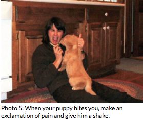 Photo of a owner playing her puppy