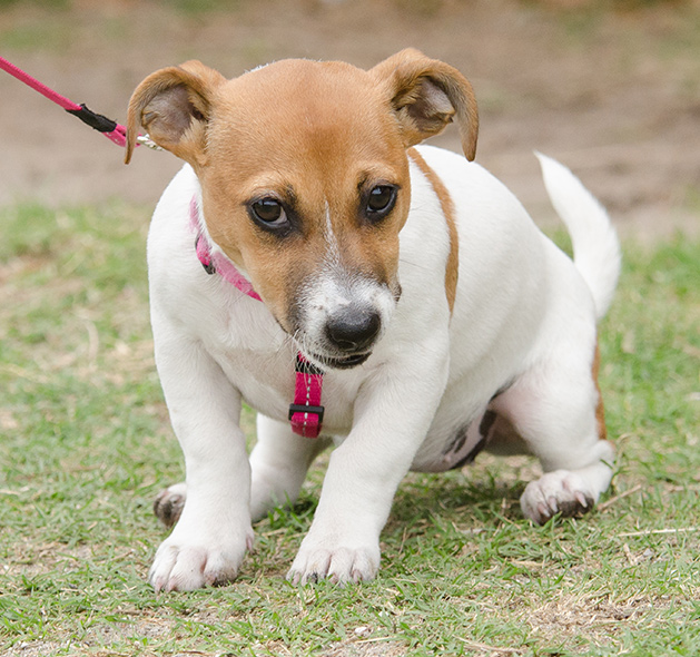 Photo of Jack Russell Terrier Dog
