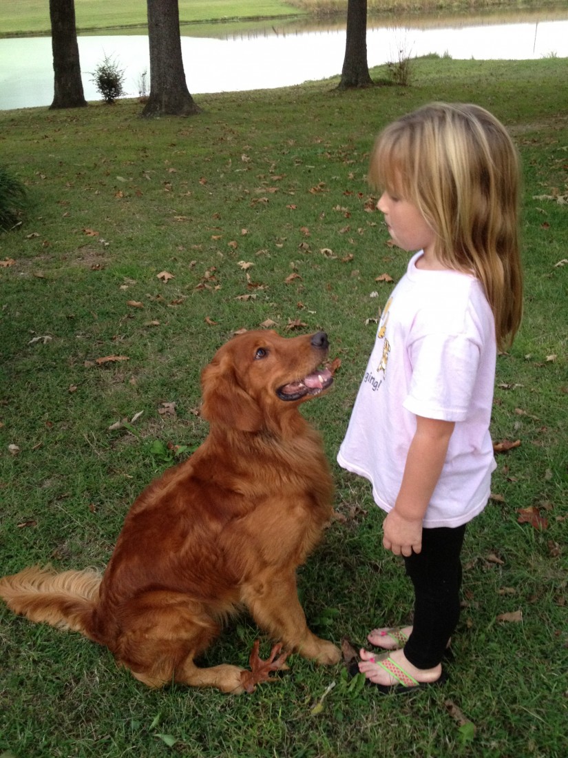 Photo of Golden Retriever Dog