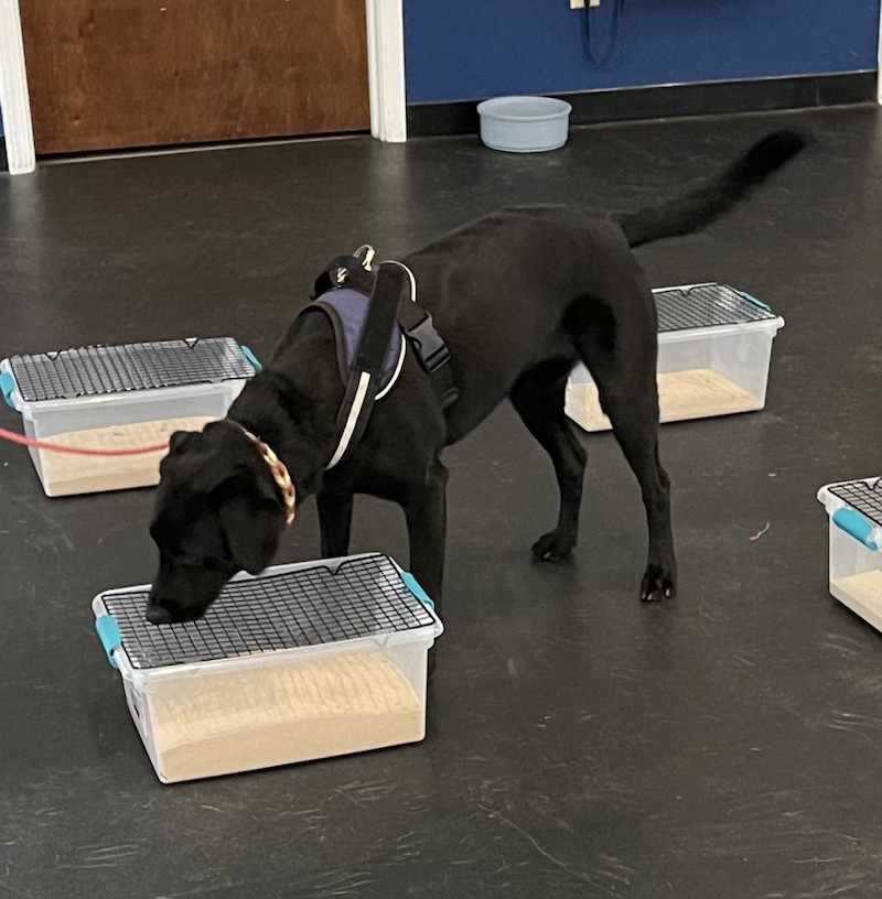 Quality Scent Work Training in Fountain Inn, SC