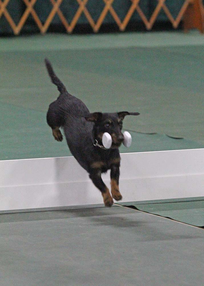 Competitive Dog Training Class in Fountain Inn, SC - SamHighJump