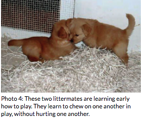 New Dog or Puppy Library Resources - Dog Trainers Workshop - Screen_Shot_2020-09-24_at_5