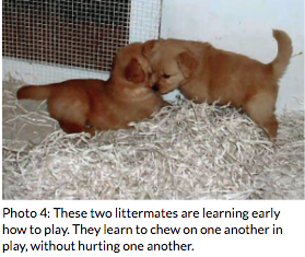 Photo of Nova Scotia Duck Tolling Retriever Puppies