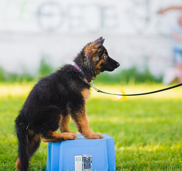 Photo of Bohemian shepherd Dog