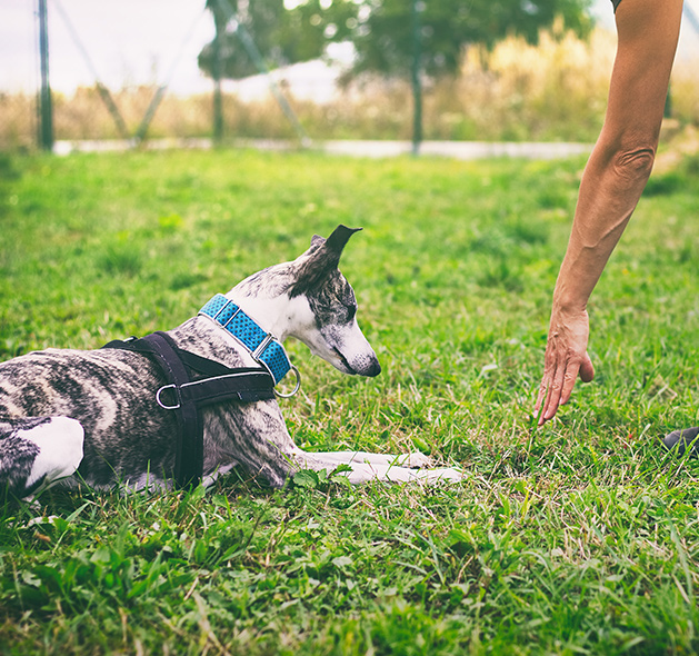 Photo of Whippet Dog