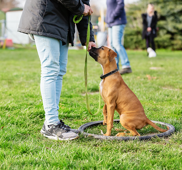 Photo of Rhodesian Ridgeback Dog