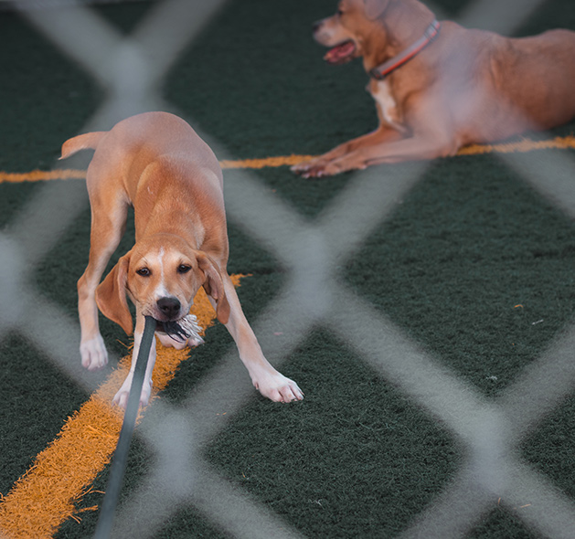 Photo of a Hygenhund Dog