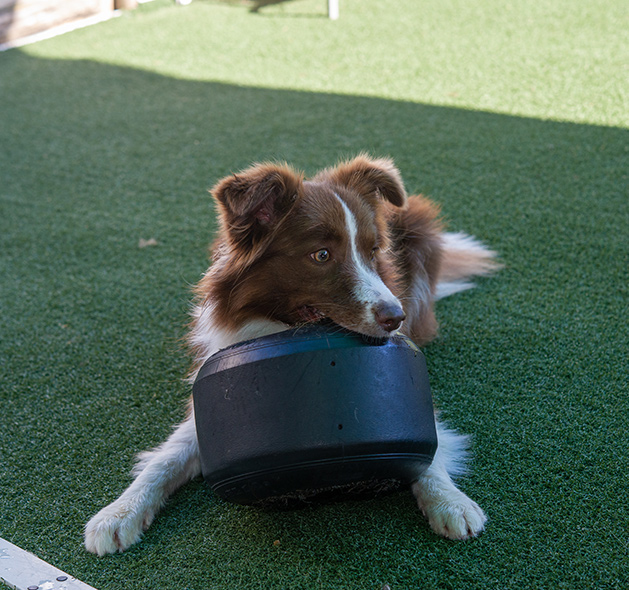 Photo of Miniature American Shepherd Dog