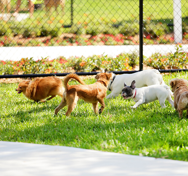 Dog Day Care: Fountain Inn, SC | Dog Trainers Workshop - daycare2