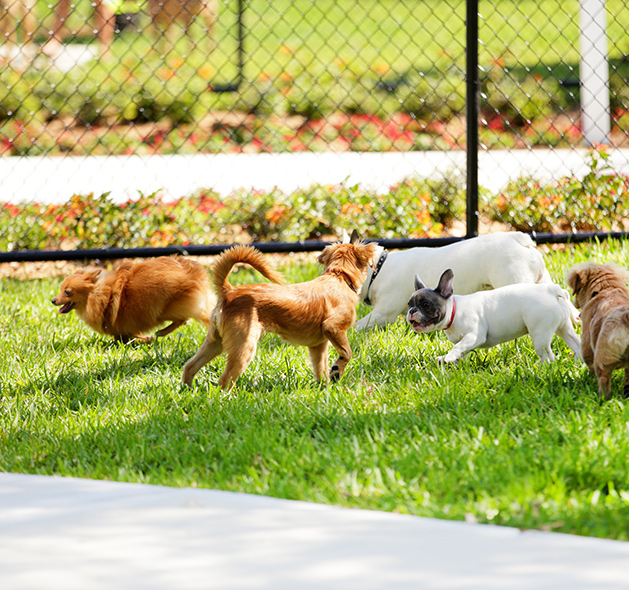 Photo of different breed of Dog