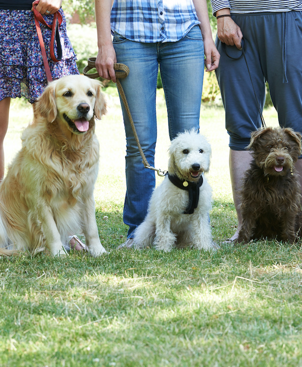 Natural Instinct Dog Training