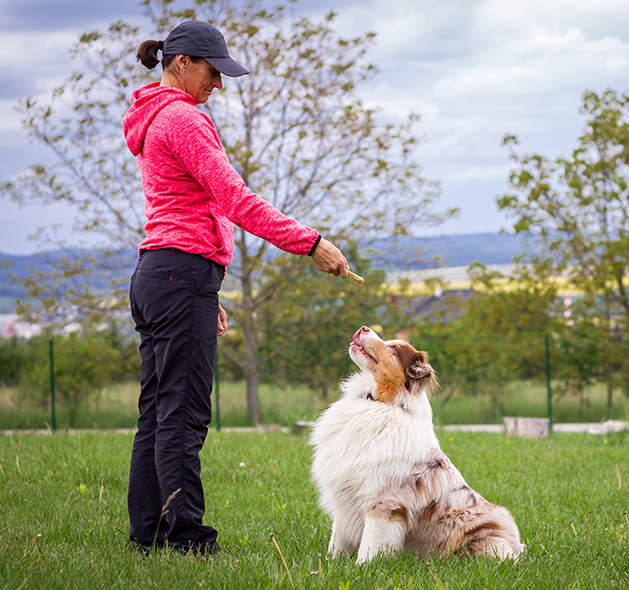 Photo of Dog trainer and Australian Shepherd Dog