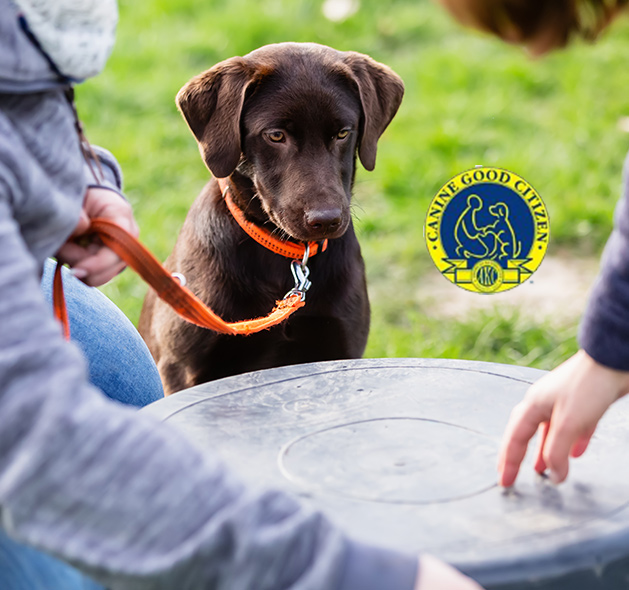 Canine Good Citizen for Intermediate Class of a Labrador