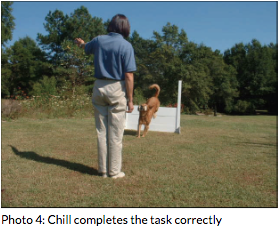 Competitive Obedience Enthusiasts in Fountain Inn, SC - pix4