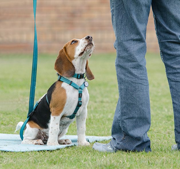 Renowned Puppy Obedience Training in Fountain Inn, SC - puppy2
