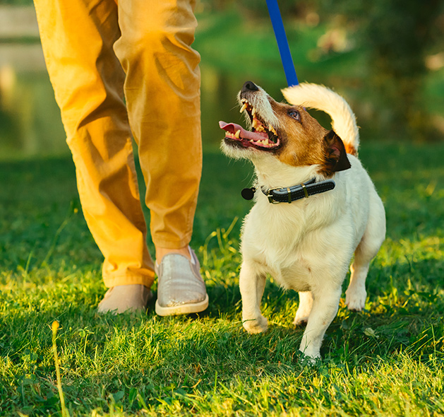 One on One Dog Training Classes in Fountain Inn, SC | Dog Trainer - solo1