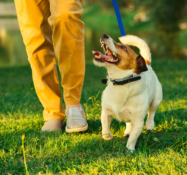 Photo of Jack Russell Terrier Dog