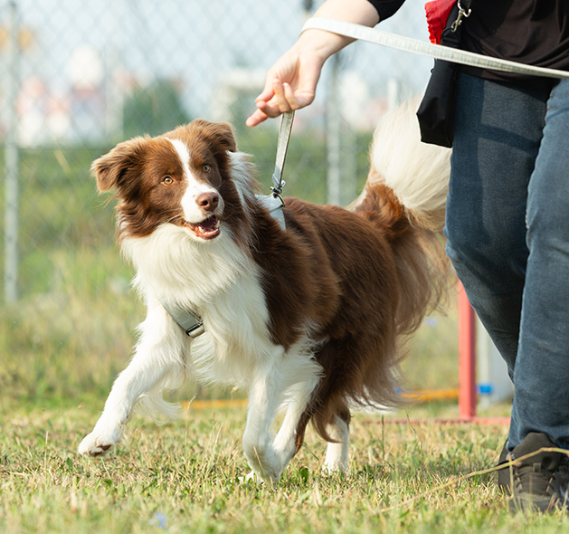 One on One Dog Training Classes in Fountain Inn, SC | Dog Trainer - solo2