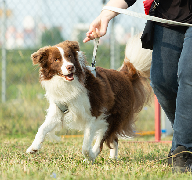 Photo of Australian Shepherd Dog