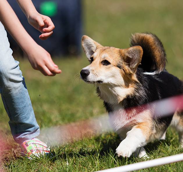 Corgi training sales teaching basic obedience