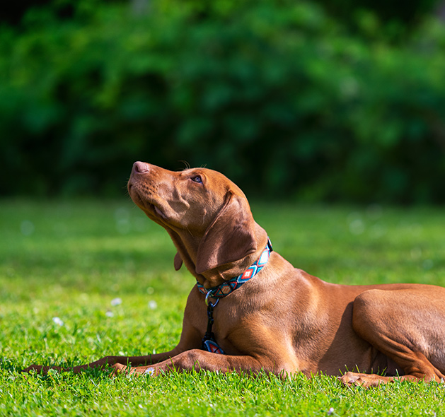 Photo of Vizsla Dog