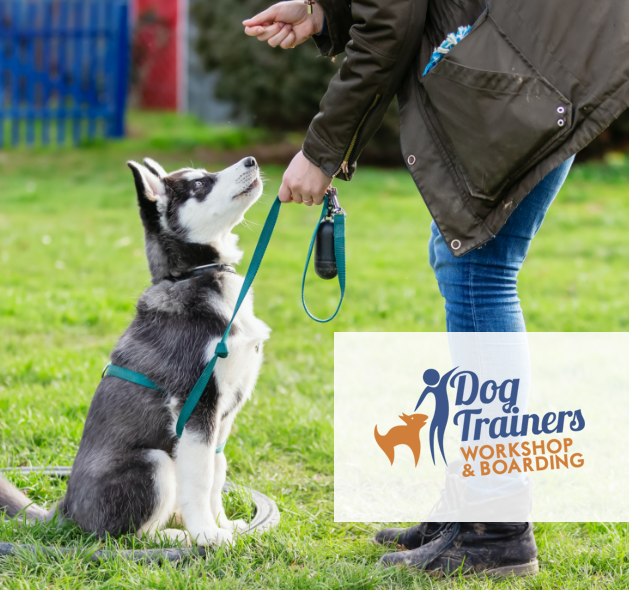 Dog Trainers Workshop Dog Boarding in Fountain Inn SC