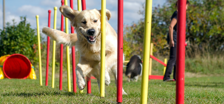 Image of Golden Retriever training