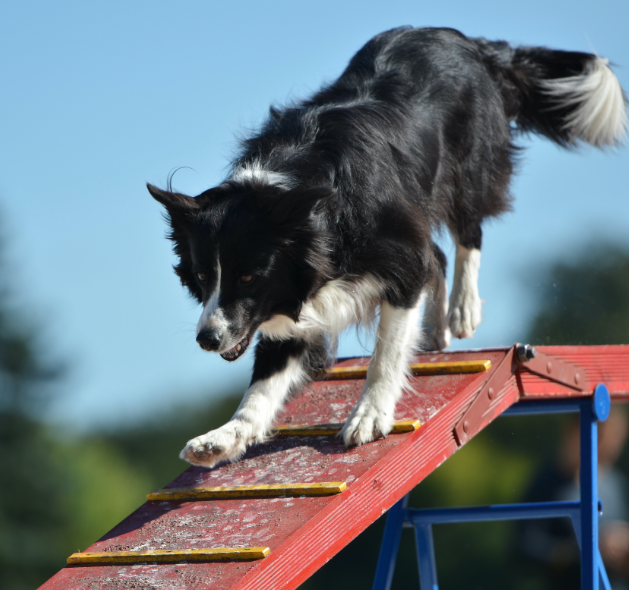 Professional Dog Training: Fountain Inn, SC | Dog Trainers Workshop - training-right