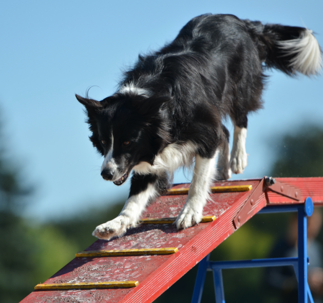 Intermediate dog training in Fountain Inn, SC by Dog Trainers Workshop